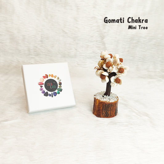 Mini Gomati Rudraksha Tree
