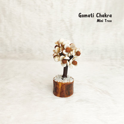 Mini Gomati Rudraksha Tree