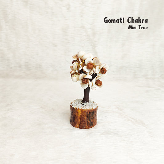 Mini Gomati Rudraksha Tree