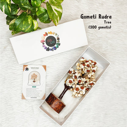 Gomati Rudraksha Tree